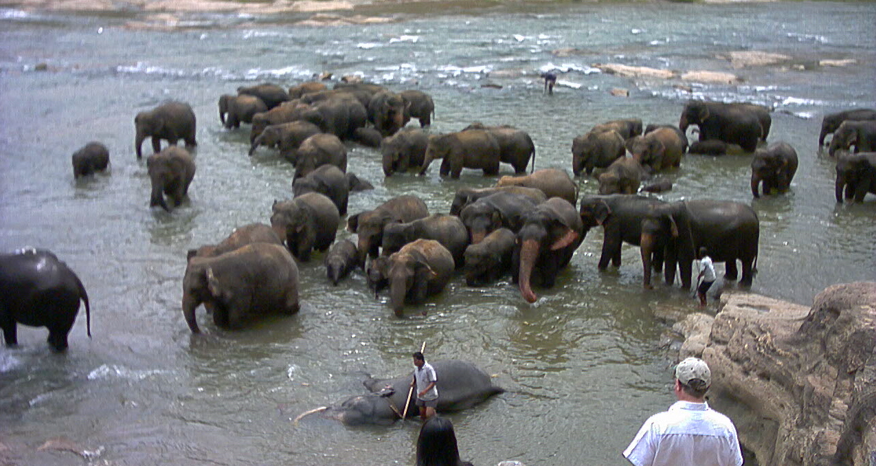 Pinnevalla Elephants Pinnevalla elephants Sri Lanka
